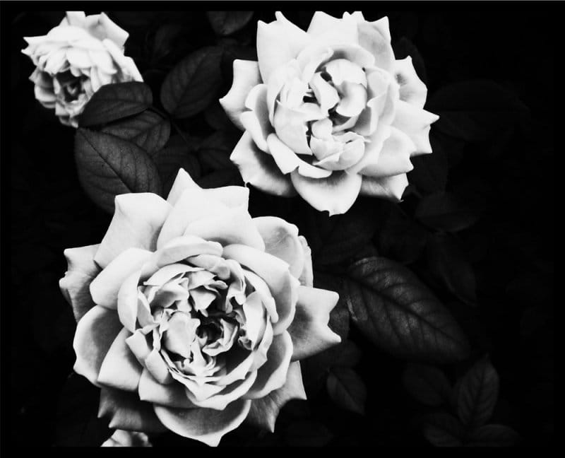 Kertas dinding hitam dan putih dengan bunga