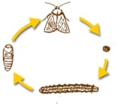 Etapele creșterii moliei