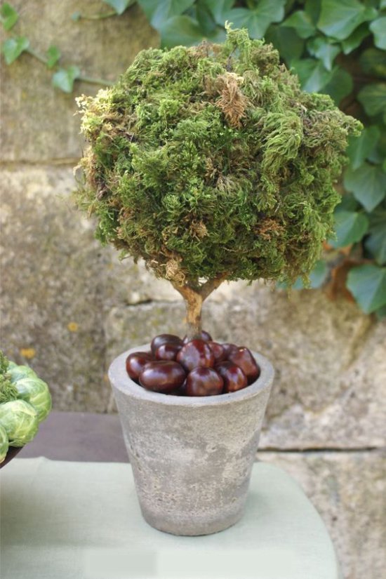 Live Topiary με κάστανα σε ένα δοχείο