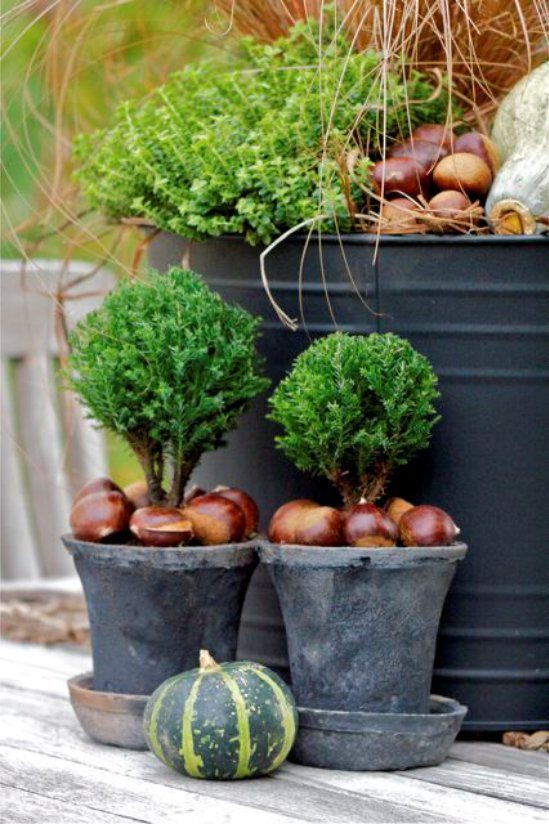 Live Topiary med kastanjer i en pott